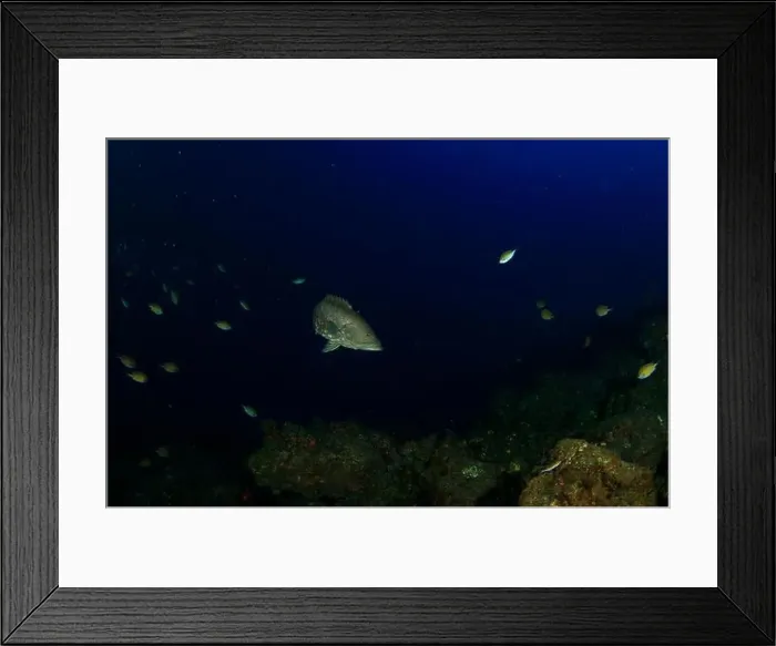 Framed Print : A brown-hued fish turns over the reef surrounded by other small fish Framed Print : A brown-hued fish turns over the reef surrounded by other small fish