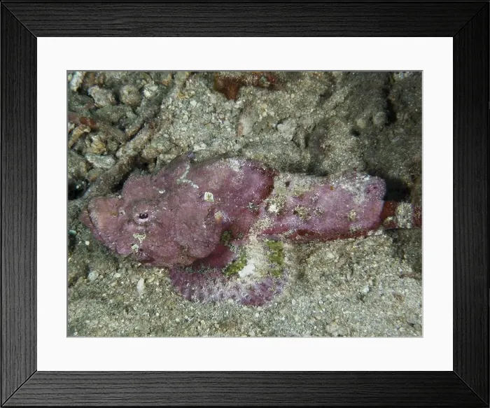 Framed Print : A pink humpback scorpionfish (Scorpaenopsis diabolus) lies camouflaged in its surroundings on the seabed Framed Print : A pink humpback scorpionfish (Scorpaenopsis diabolus) lies camouflaged in its surroundings on the seabed