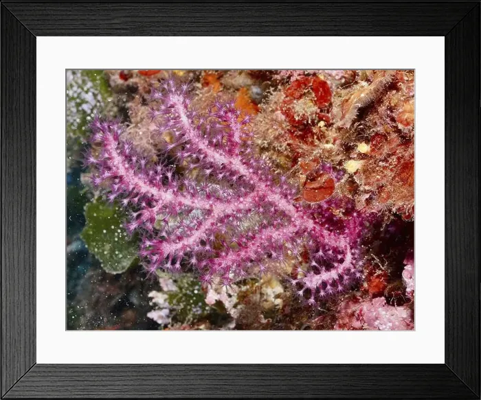 Framed Print : Vibrant pink Violescent sea-whip (Paramuricea clavata) growing between rocks in the Mediterranean Sea near Hyeres Framed Print : Vibrant pink Violescent sea-whip (Paramuricea clavata) growing between rocks in the Mediterranean Sea near Hyeres