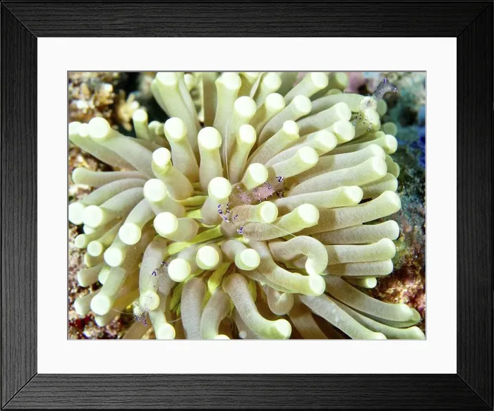 Framed Print : A pale green anemone mushroom coral (Heliofungia actiniformis) on the seabed in an underwater environment Framed Print : A pale green anemone mushroom coral (Heliofungia actiniformis) on the seabed in an underwater environment