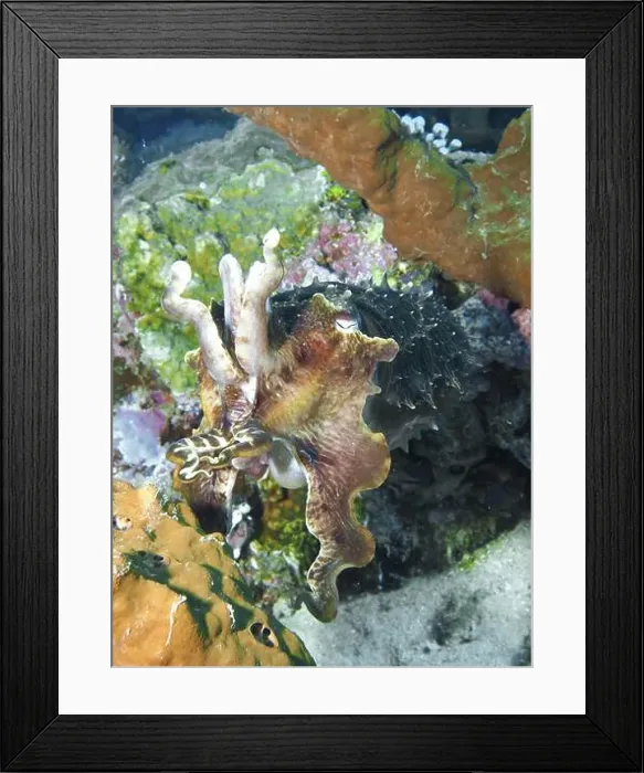 Framed Print : Cuttlefish, broad-armed sepia (Sepia latimanus) Framed Print : Cuttlefish, broad-armed sepia (Sepia latimanus)