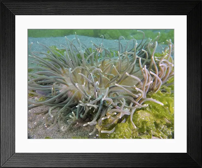 Framed Print : Long tentacles of a green sea anemone Framed Print : Long tentacles of a green sea anemone
