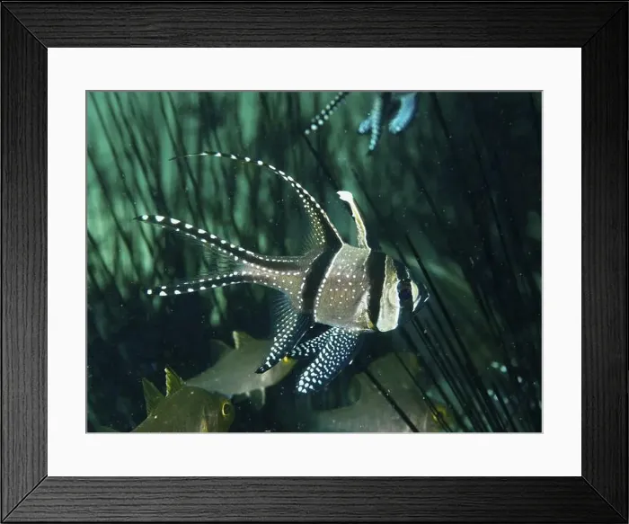 Framed Print : A black and white spotted fish Framed Print : A black and white spotted fish