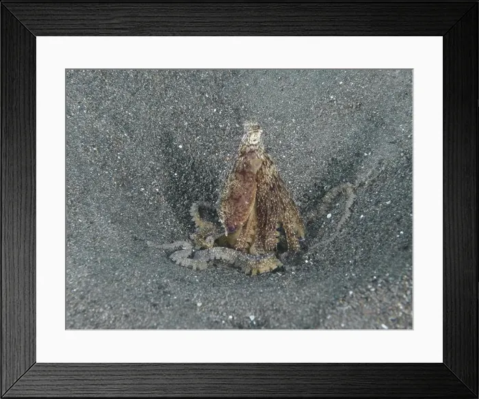 Framed Print : Marbled octopus (Amphioctopus aegina) hiding in the sand with tentacles wrapped around itself