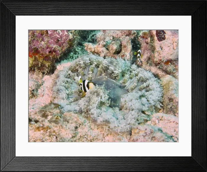 Framed Print : Underwater image of a glass bead anemone (Heteractis aurora) with clownfish in a coral reef Framed Print : Underwater image of a glass bead anemone (Heteractis aurora) with clownfish in a coral reef