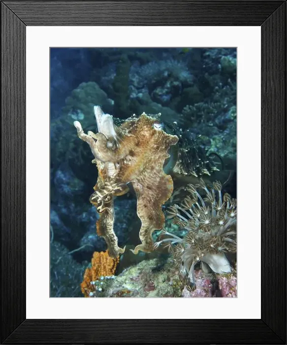 Framed Print : An octopus, broad-armed sepia (Sepia latimanus) Framed Print : An octopus, broad-armed sepia (Sepia latimanus)