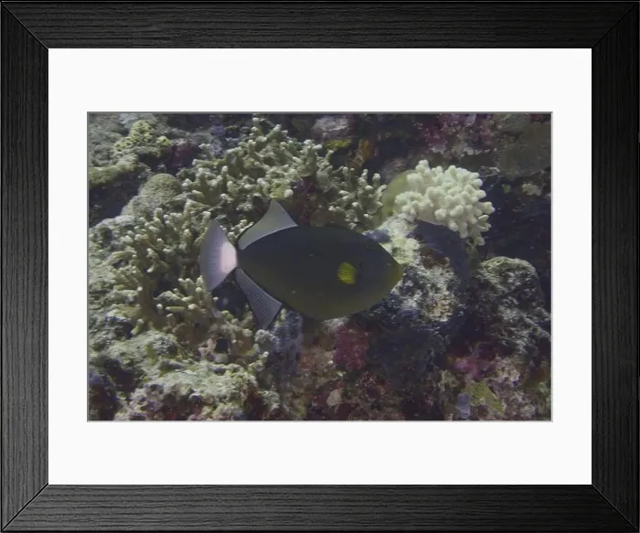 Framed Print : Dark tropical fish with yellow markings Framed Print : Dark tropical fish with yellow markings