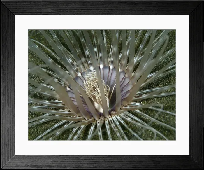 Framed Print : Close-up of a Banded cylinder rose (Pachycerianthus maua) with purple centre on sandy bottom Framed Print : Close-up of a Banded cylinder rose (Pachycerianthus maua) with purple centre on sandy bottom