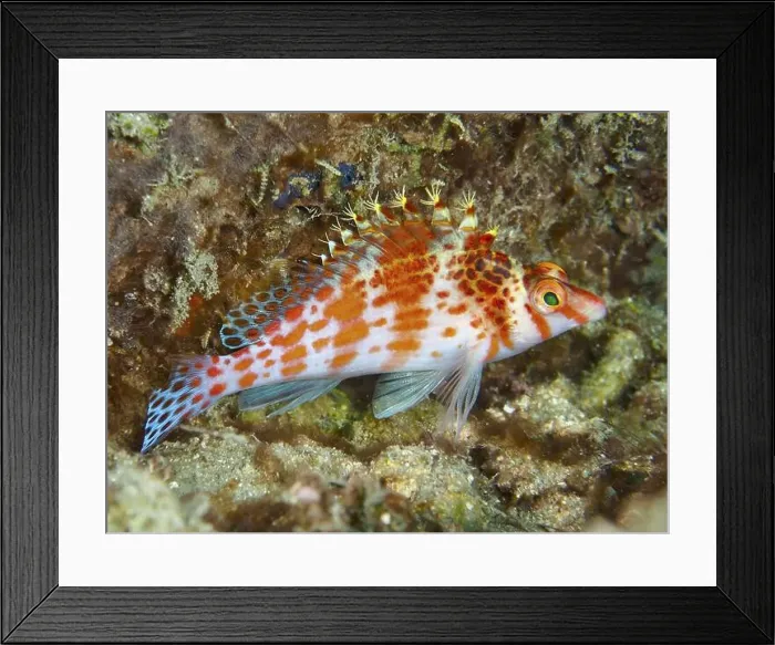 Framed Print : Coral hawkfish (Cirrhitichthys falco) Framed Print : Coral hawkfish (Cirrhitichthys falco)
