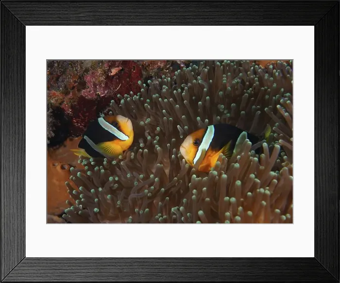 Framed Print : Two Clark's anemonefish (Amphiprion clarkii) swimming in a sea anemone Framed Print : Two Clark's anemonefish (Amphiprion clarkii) swimming in a sea anemone