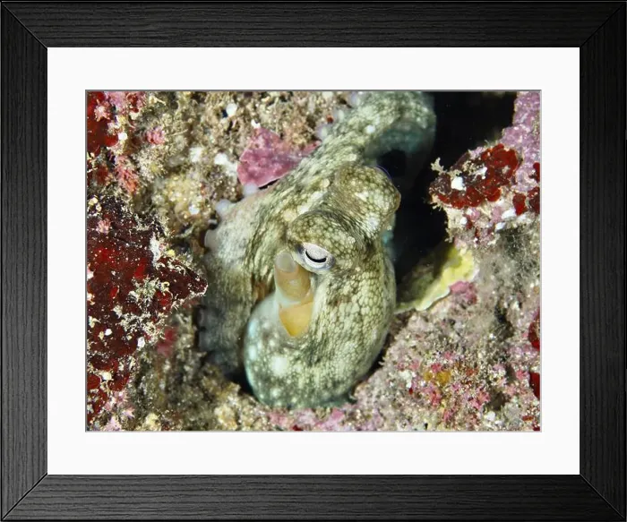 Framed Print : Octopus, Common Octopus (Octopus vulgaris) juvenile Framed Print : Octopus, Common Octopus (Octopus vulgaris) juvenile