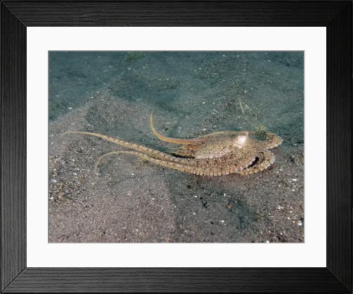 Framed Print : A marbled octopus (Amphioctopus aegina) lying flat on the sandy bottom Framed Print : A marbled octopus (Amphioctopus aegina) lying flat on the sandy bottom
