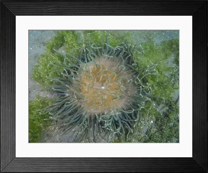Framed Print : A sea anemone with green tentacles Framed Print : A sea anemone with green tentacles