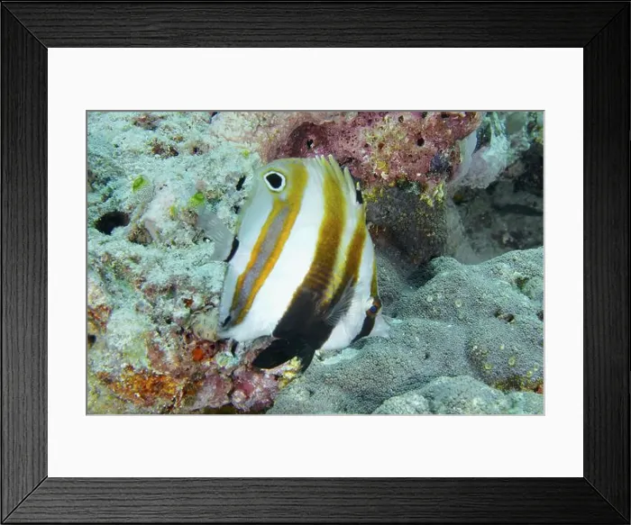 Framed Print : A colourful fish with stripes, two-eyed coradion (Coradion melanopus) Framed Print : A colourful fish with stripes, two-eyed coradion (Coradion melanopus)