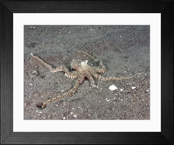 Framed Print : A marbled octopus (Amphioctopus aegina) camouflaged on the sandy bottom Framed Print : A marbled octopus (Amphioctopus aegina) camouflaged on the sandy bottom