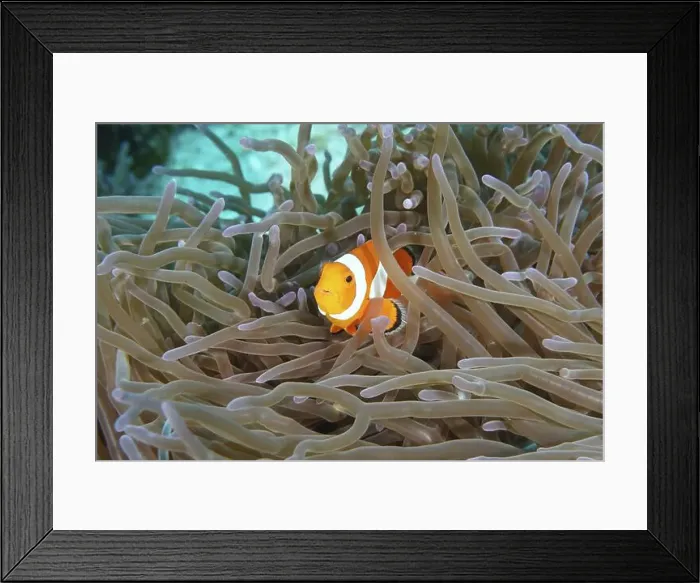 Framed Print : A single Ocellaris Clownfish (Amphiprion ocellaris) hiding between the tentacles of a sea anemone Framed Print : A single Ocellaris Clownfish (Amphiprion ocellaris) hiding between the tentacles of a sea anemone