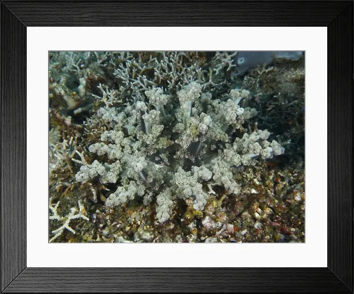 Framed Print : Feathered anemone, hellfire (Actinodendron plumosum) Framed Print : Feathered anemone, hellfire (Actinodendron plumosum)