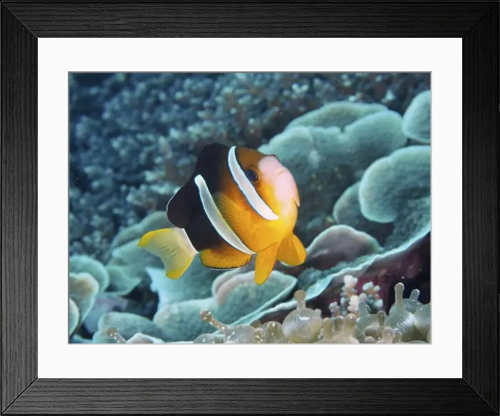 Framed Print : A bright Clark's anemonefish (Amphiprion clarkii) swimming over a coral reef Framed Print : A bright Clark's anemonefish (Amphiprion clarkii) swimming over a coral reef