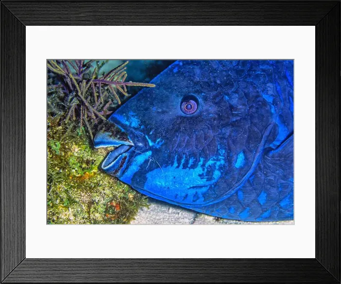 Framed Print : midnight parrotfish, Scarus coelestinus is a species of parrotfish that inhabits coral reefs mainly in the Caribbean Framed Print : midnight parrotfish, Scarus coelestinus is a species of parrotfish that inhabits coral reefs mainly in the Caribbean