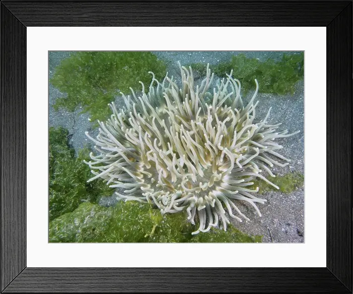 Framed Print : A sea anemone with long white tentacles