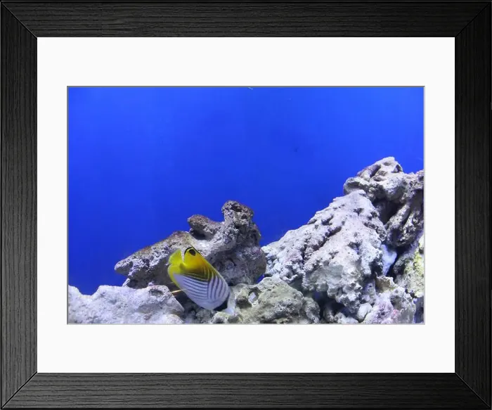 Framed Print : MHeniochus acuminatus Chaetodon auriga fish hides near rocks Framed Print : MHeniochus acuminatus Chaetodon auriga fish hides near rocks