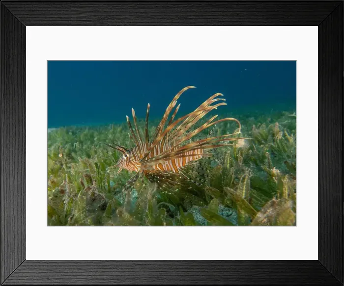 Framed Print : Lionfish (Pterois miles) in the Red Sea colorful fish, Eilat Israel Framed Print : Lionfish (Pterois miles) in the Red Sea colorful fish, Eilat Israel