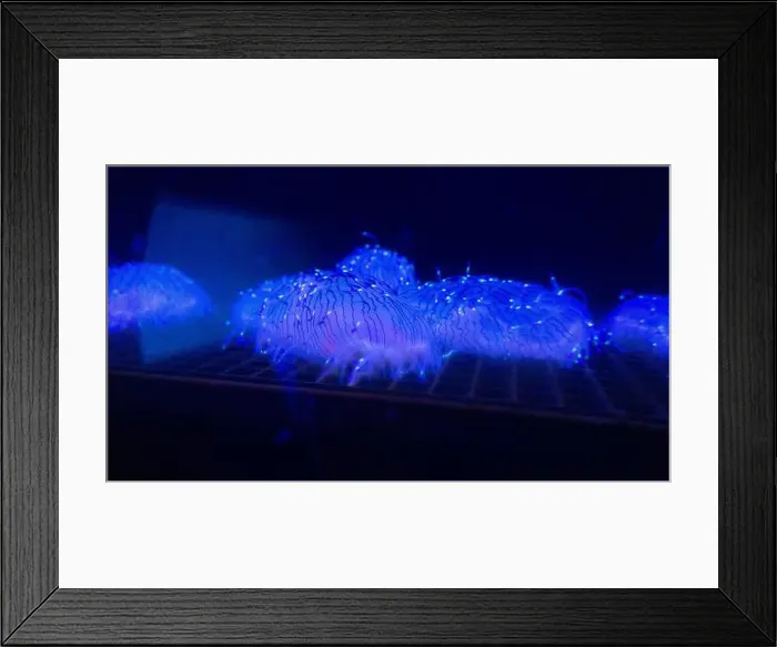 Framed Print : Flower Hat Jellyfish Crawling on a Grate Framed Print : Flower Hat Jellyfish Crawling on a Grate