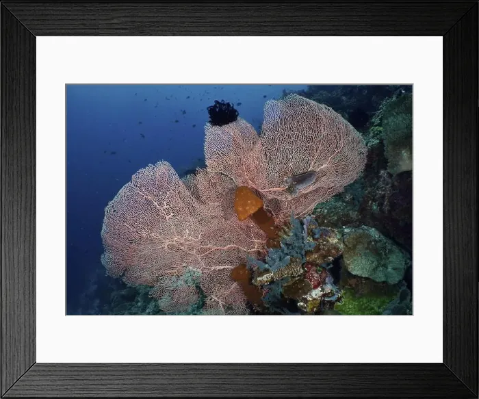 Framed Print : Large giant fan coral (Annella mollis) on a tropical reef in the deep sea Framed Print : Large giant fan coral (Annella mollis) on a tropical reef in the deep sea