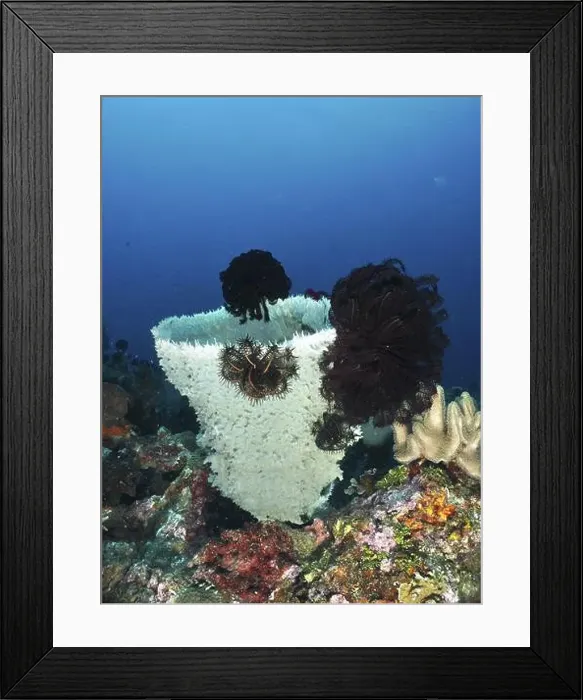 Framed Print : Large spiny tube sponge (Callyspongia (Cladochalina) aerizusa) surrounded by dark feather stars in the sea Framed Print : Large spiny tube sponge (Callyspongia (Cladochalina) aerizusa) surrounded by dark feather stars in the sea
