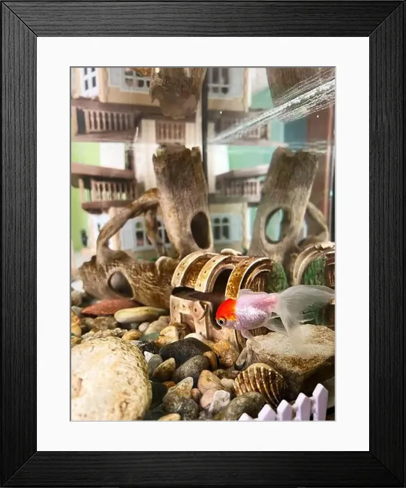 Framed Print : A lively goldfish swims near a small treasure chest and rocks in a detailed aquarium setting Framed Print : A lively goldfish swims near a small treasure chest and rocks in a detailed aquarium setting