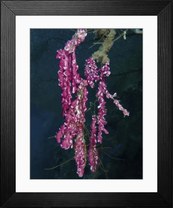 Framed Print : Pink mat sea squirt (Didemnum membranaceum) Framed Print : Pink mat sea squirt (Didemnum membranaceum)