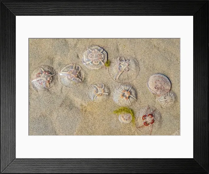 Framed Print : Jellyfish on the beach under the sunlight Framed Print : Jellyfish on the beach under the sunlight