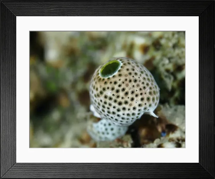 Framed Print : Close-up of a spotted robust reef scabbard (Atriolum robustum) under water Framed Print : Close-up of a spotted robust reef scabbard (Atriolum robustum) under water