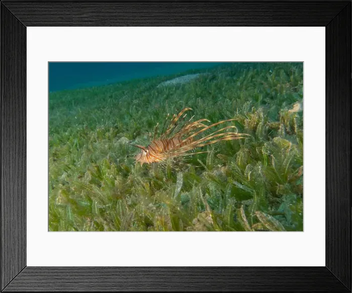 Framed Print : Lionfish (Pterois miles) in the Red Sea colorful fish, Eilat Israel Framed Print : Lionfish (Pterois miles) in the Red Sea colorful fish, Eilat Israel