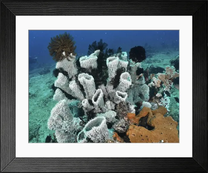 Framed Print : Variety of spiny tube sponge (Callyspongia (Cladochalina) aerizusa) and corals in the colourful underwater world