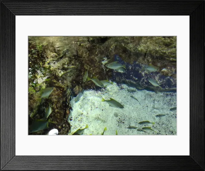 Framed Print : Monodactylidae Monodactylus argenteus swims in a flock in an aquarium. Marine life Framed Print : Monodactylidae Monodactylus argenteus swims in a flock in an aquarium. Marine life