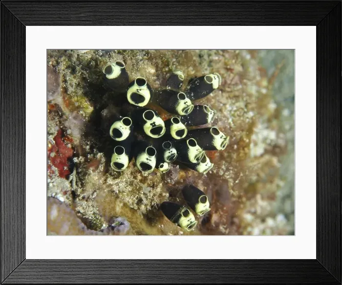Framed Print : Group of black and white sea squirts Framed Print : Group of black and white sea squirts