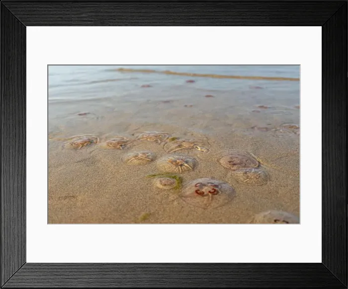 Framed Print : Jellyfish on the beach under the sunlight Framed Print : Jellyfish on the beach under the sunlight