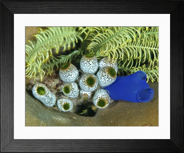 Framed Print : Tropical underwater scene with robust reef sea squirt (Atriolum robustum) Framed Print : Tropical underwater scene with robust reef sea squirt (Atriolum robustum)