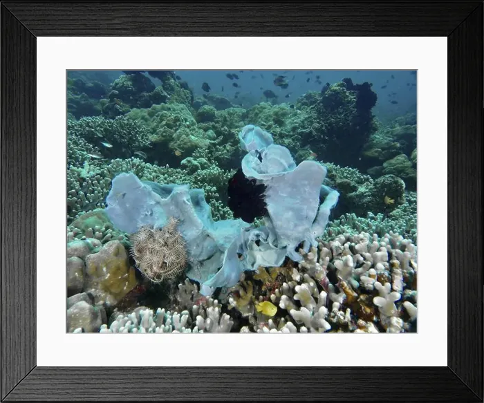 Framed Print : Large tube sponge (Haliclona (Reniera) fascigera) and corals in a dense underwater reef Framed Print : Large tube sponge (Haliclona (Reniera) fascigera) and corals in a dense underwater reef