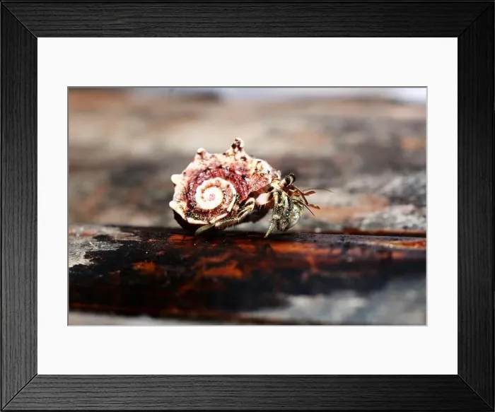 Framed Print : hermit crab Framed Print : hermit crab