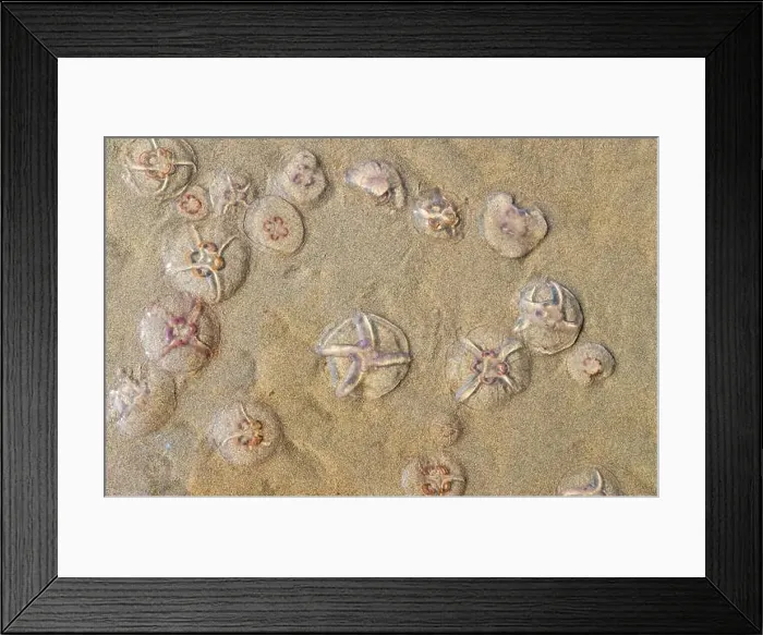 Framed Print : Jellyfish on the beach under the sunlight Framed Print : Jellyfish on the beach under the sunlight