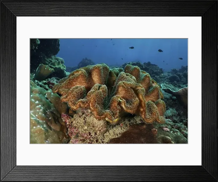 Framed Print : Mushroom leather coral (Sarcophyton glaucum), dive site Crystal Bay, Nusa Ceningan, Nusa Penida, Bali, Indonesia, Asia Framed Print : Mushroom leather coral (Sarcophyton glaucum), dive site Crystal Bay, Nusa Ceningan, Nusa Penida, Bali, Indonesia, Asia