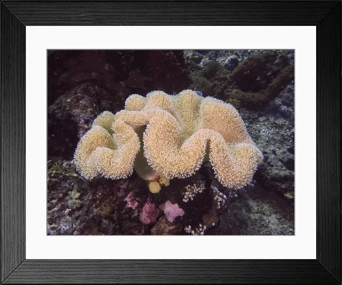 Framed Print : Soft beige coral, mushroom leather coral (Sarcophyton glaucum)