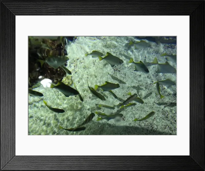 Framed Print : Monodactylidae Monodactylus argenteus: a school of small silver fish in the ocean, water, near rocks Framed Print : Monodactylidae Monodactylus argenteus: a school of small silver fish in the ocean, water, near rocks
