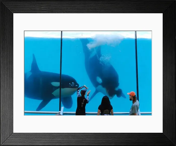 Framed Print : Orca Display: A Majestic Interaction Between Trainers and Tourists Framed Print : Orca Display: A Majestic Interaction Between Trainers and Tourists