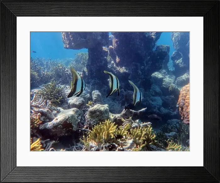 Framed Print : Indonesia Anambas Islands - Group Longfin Batfish - Platax teira Framed Print : Indonesia Anambas Islands - Group Longfin Batfish - Platax teira