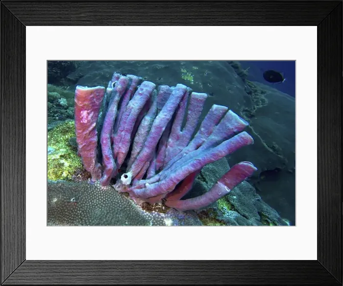 Framed Print : Purple large tube sponge (Haliclona (Reniera) fascigera) on a rocky seabed underwater Framed Print : Purple large tube sponge (Haliclona (Reniera) fascigera) on a rocky seabed underwater