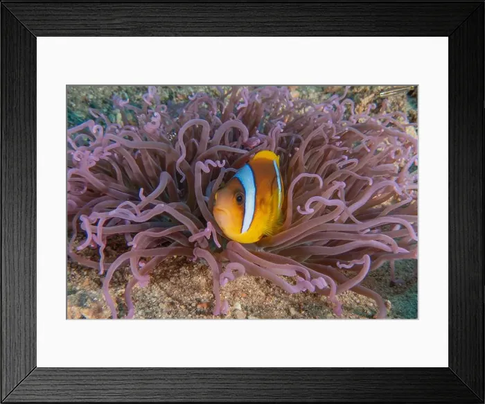 Framed Print : Clown-fish anemonefish in the Red Sea Colorful and beautiful, Eilat Israel Framed Print : Clown-fish anemonefish in the Red Sea Colorful and beautiful, Eilat Israel