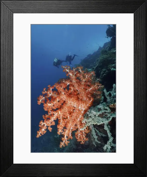 Framed Print : Two divers behind a bright orange-red specimen of Klunzinger's Soft Coral (Dendronephthya klunzingeri) Framed Print : Two divers behind a bright orange-red specimen of Klunzinger's Soft Coral (Dendronephthya klunzingeri)